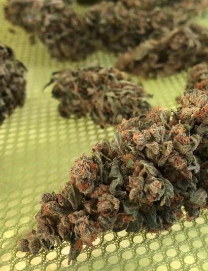 Manicura, secado y curado de la marihuana
