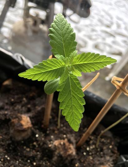 Valor del pH para clones de marihuana. 