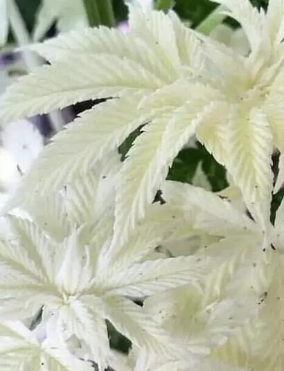 albine, piante, coltivazione, luce