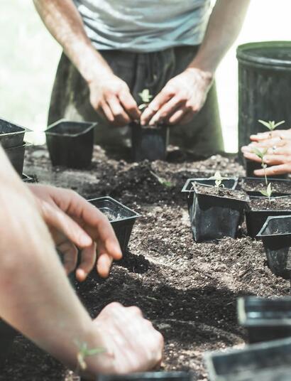 ¿Cómo-hacer-un-transplante-de-cannabis?