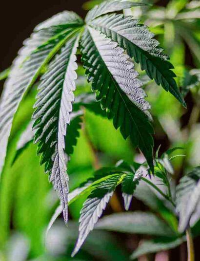vegging cannabis plants