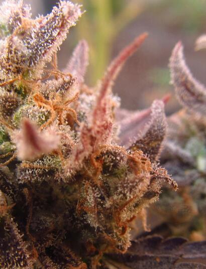 All You Need To Know About Harvesting