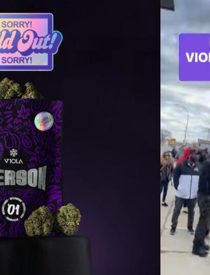 IVERSON '01 cannabis strain.