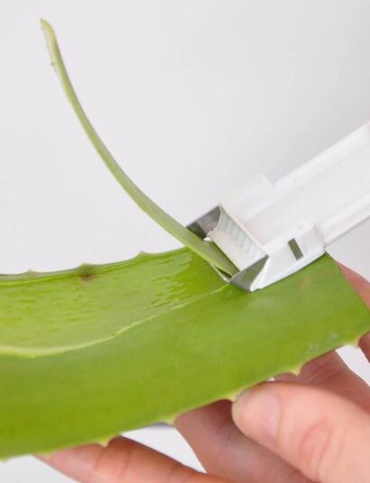 El aloe vera es un magnífico soporte para la propagación de la marihuana.