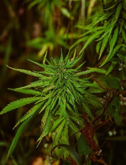 amino, humic and fulvic acids for cannabis