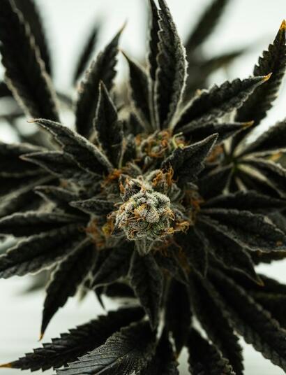 Aminoácidos fundamentales en el cultivo de cannabis.