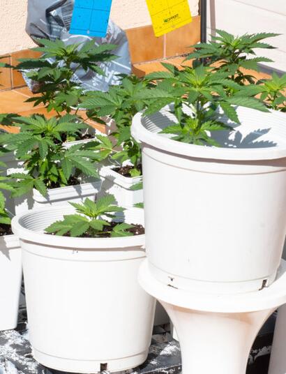 Análisis-de-los-abonos-de-Terra-Aquatica 