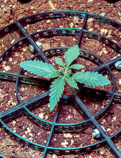 Anbau von Blueberry Cookies und Ocean Grown Cookies