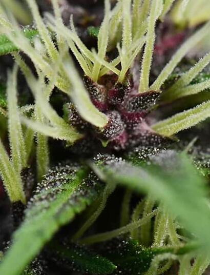 Antocianinas el color de la marihuana