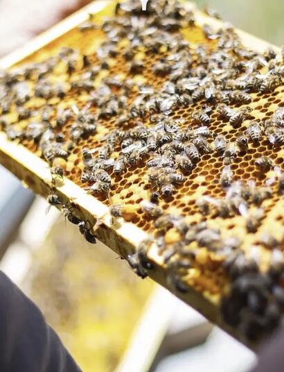 api, miele, polline, salvezza