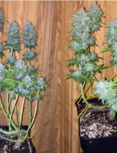 Cultivo arbustivo de marihuana.