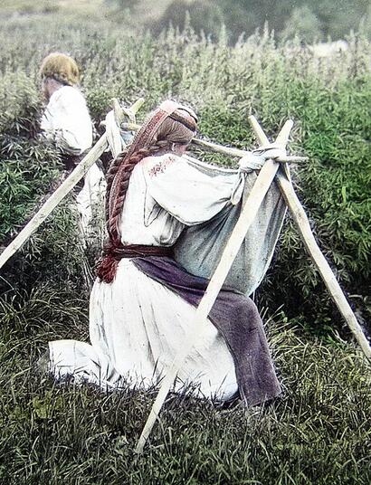 archive photo of cannabis hemp plantations in Czechoslovakia. 