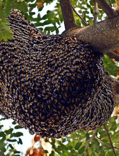 are bees attracted to hemp, a hive of honeybees on the picture.