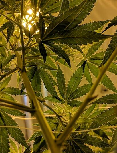 Learn how high thermal output from mercury vapor cannabis grow lights helps maintain optimal metabolic rates in cold basement or cellar grow rooms. 