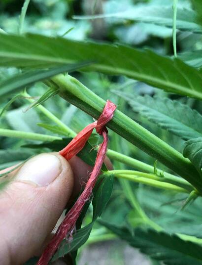 Por qué es bueno atar la planta de Marihuana o cannabis para mejorar el rendimiento de la planta.