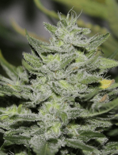 Trucos: mejora el sabor de los cogollos de marihuana