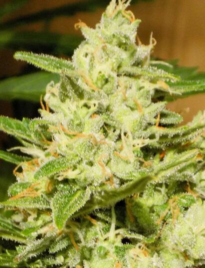 auto-zkittlez