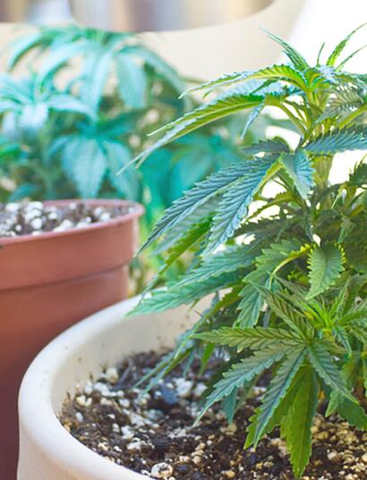 Coltivazione di cannabis: liberi tutti?