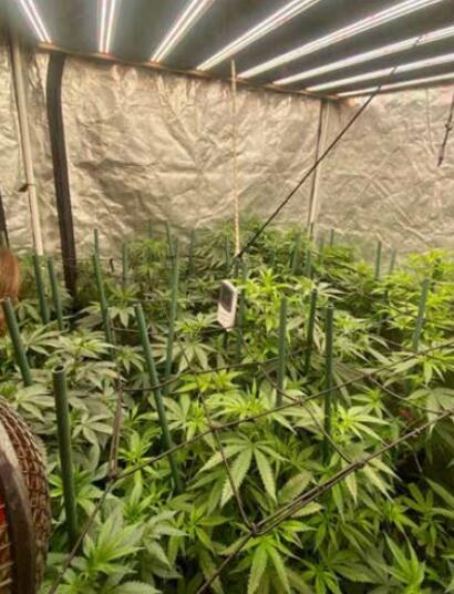 autocultivo