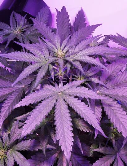 The Roll Models Interviews - E1: Dutch Passion