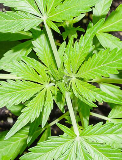 weed