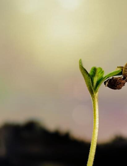 auxins and cytokinins cannabis plant hormones