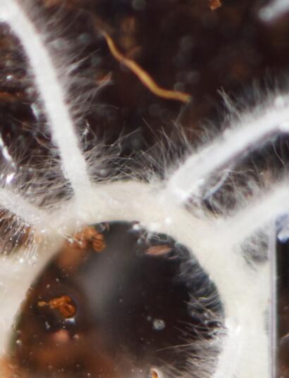 Back to basics – What plants need