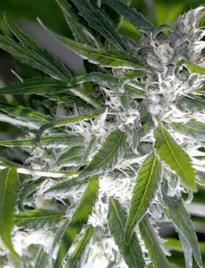 Discover all the ways baking soda benefits your cannabis garden — from soil pH balance to pest control, cleaning tools, and treating mildew naturally.