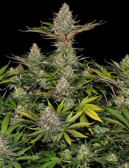 Sensi Seeds y Barneys Farm se alinearon para entrar a USA.