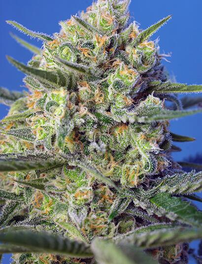 Crystal Candy F1 Fast Version