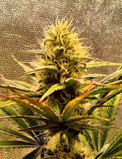beginner guide to flowering cannabis