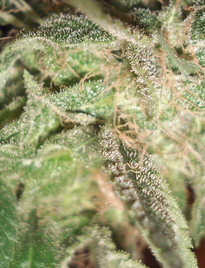 Het grote probleem was de bevoorrading