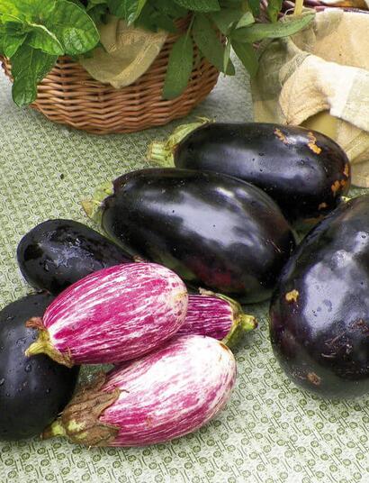 Cannabis y berenjena: compañeros de ruta