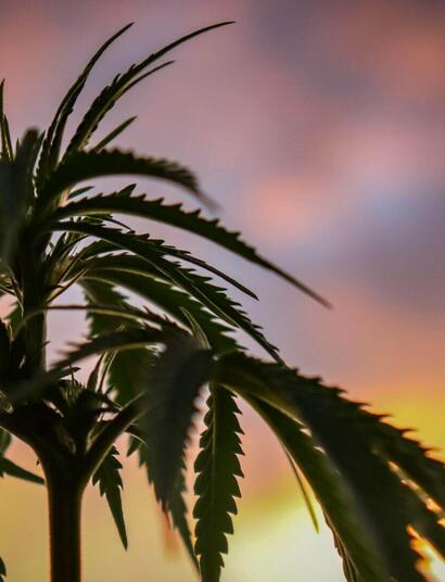 cannabis plant against a sky backdrop. 