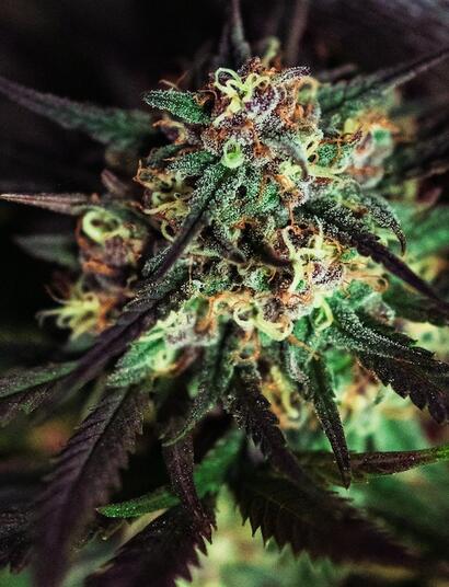 ¿Cuáles son los bioestimulantes para cannabis?