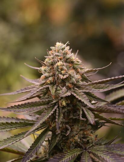 8 Ways How To Grow The Biggest Yields Indoors