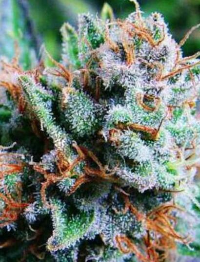 ¿Cómo cultivar marihuana Blue Dream? Cuidados y precauciones.