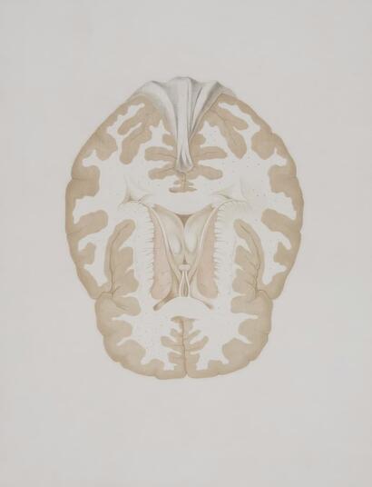 cerebro