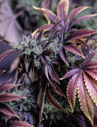 El grado Brix mide la eficiencia del azúcar en la fotosíntesis y otros procesos bioloógicos de la planta. 