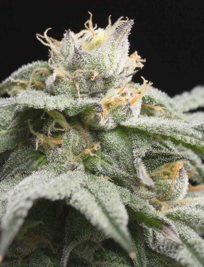 Brzy přijdou původní strainy Gelato a Sunset Sherbert