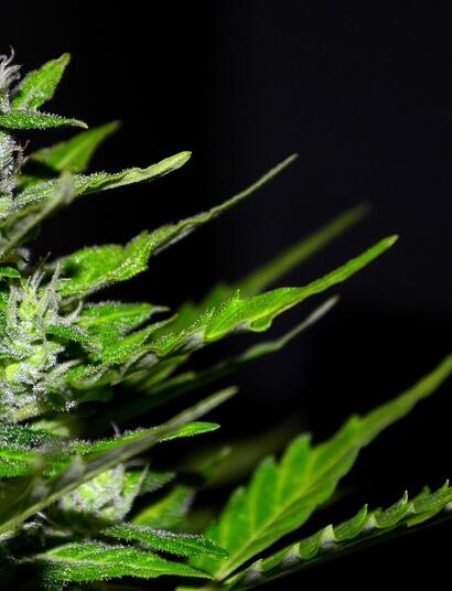 budding green lush cannabis plant.
