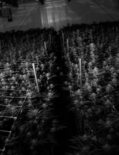 California illegal cannabis market keeps on growing.