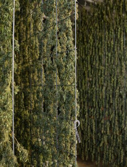 cannabis and sustainability