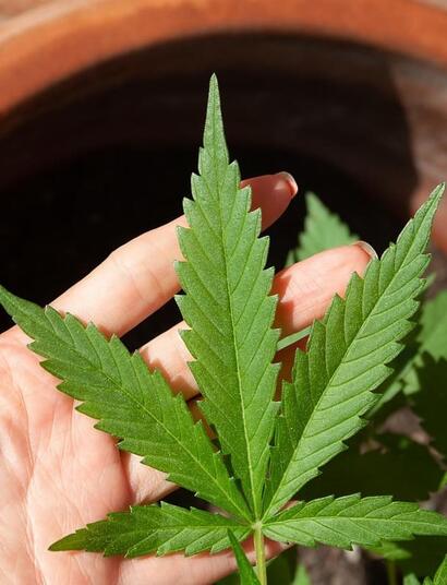 Learn about main research takeaways for cannabis use in fibromyalgia - for which disease symptoms marijuana can offer relief and for which it doesn’t. 