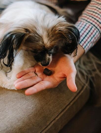 Can CBD help anxious pets over the holidays?