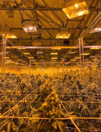 Canada destroyed 425 million grams of Weed in 2021