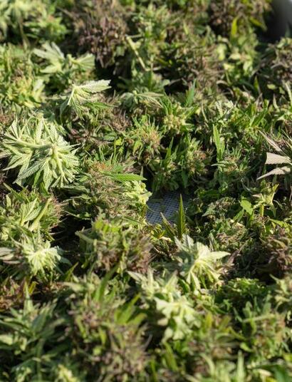 Canada unsold cannabis record