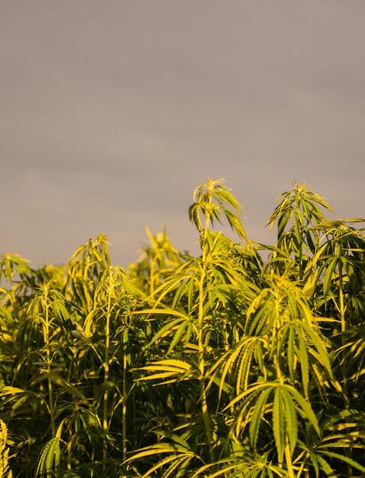 cultivo de cáñamo