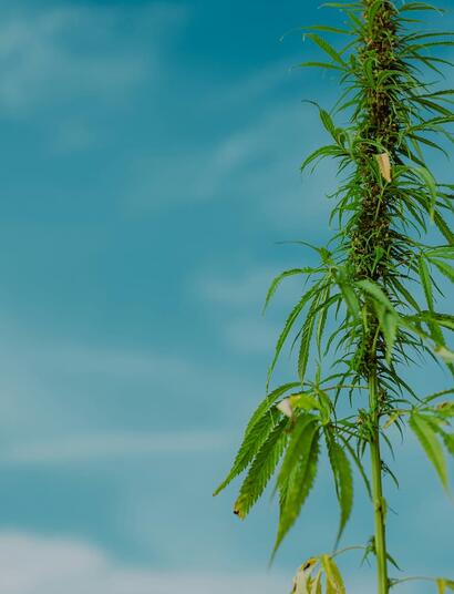 planta de cáñamo