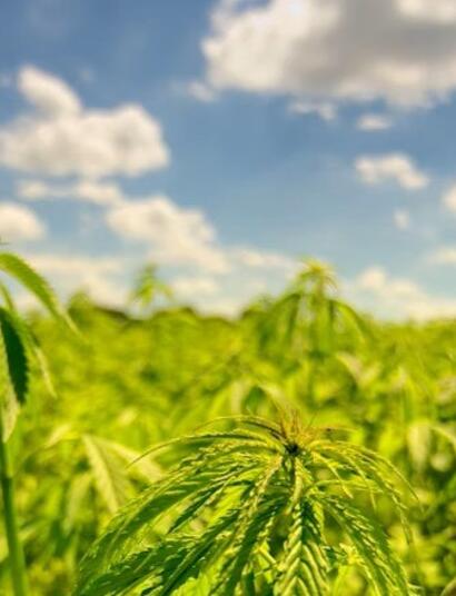 canapa, dissequestro efficacia 